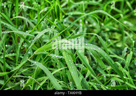Frische grüne Rasen mit Wassertropfen Stockfoto