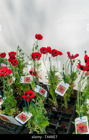 Detling, Kent, Großbritannien. 26. Mai 2019. Am zweiten Tag der Kent Garten zeigen Besucher genießen die warmen sonnigen Wetter suchen Rund um die Anlage steht. Die Show ist ein Wochenende im Kent Showground gehalten an Detling, in der Nähe von Maidstone. Credit: Urban Images-News/Alamy. Stockfoto