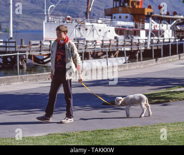 Junge wandern Haustier Lamm auf Vorland, Queenstown, Region Otago, Südinsel, Neuseeland Stockfoto