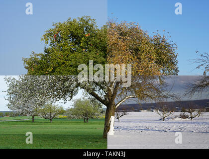 Apple tree Four Seasons, Übergang Stockfoto