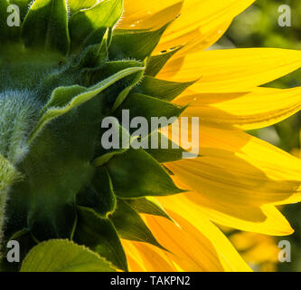Nahaufnahme einer Sonnenblume Kopf von der Rückseite aus betrachtet Stockfoto