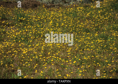 Gelbe Blumen über grüne, trockene Wiese an der Gournes Schloss verstreut. Ein mittelalterliches Dorf mit einzigartiger Architektur in Osteuropa Portugal. Stockfoto
