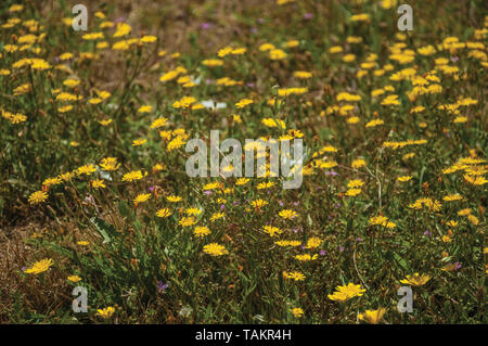 Gelbe Blumen über grüne, trockene Wiese an der Gournes Schloss verstreut. Ein mittelalterliches Dorf mit einzigartiger Architektur in Osteuropa Portugal. Stockfoto