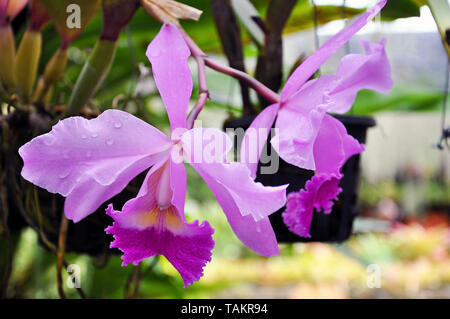 Blühende frisches Lila cattleya Orchideen mit Wassertropfen auf die Blütenblätter in den tropischen Garten, selektiven Fokus Stockfoto