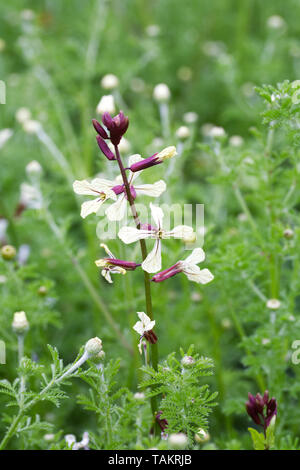 Eruca vesicaria in Blüte. Stockfoto