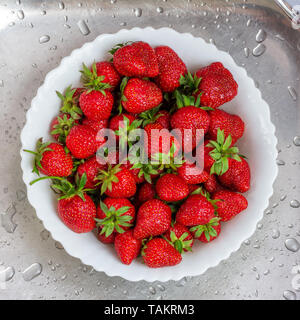 Die Beeren reifen süße Erdbeeren in weisser Schale gewaschen in der Spüle Nahaufnahme, Ansicht von oben Stockfoto
