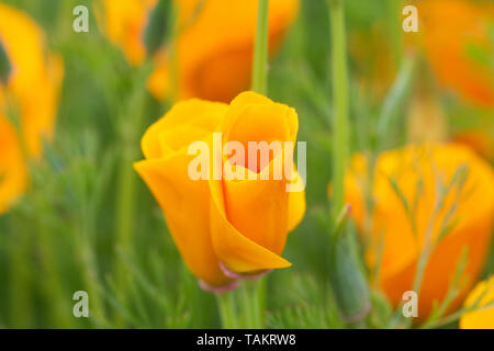 Eschscholzia californica. Kalifornischer Mohn Blumen. Stockfoto