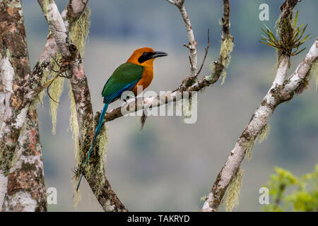 Rufous motmot (Baryphthengus martii) Vogel Bild in Panama genommen Stockfoto