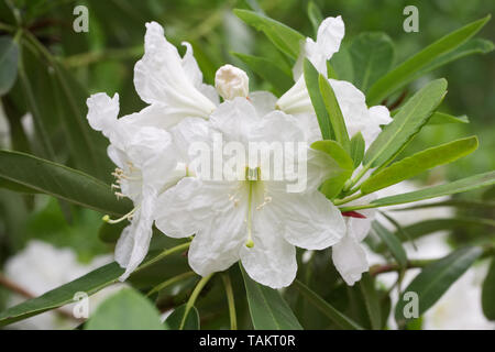Rhododendron anstand Blumen. Stockfoto
