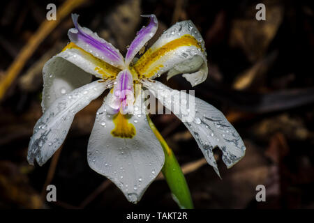 Weiß Gelb und Violett wandern Lily Stockfoto
