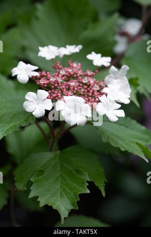 Viburnum sargentii Blumen. Stockfoto