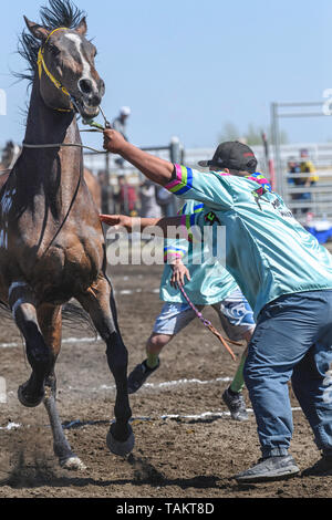 Kehewin erste Nationen indischen Relais (Pferd) Rennen, in Bonnyville Alberta Kanada statt Stockfoto