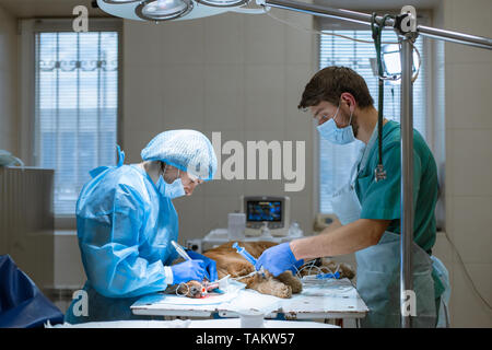 Ein Tierarzt Zahnarzt und Anästhesisten eine Operation die Zähne eines Hundes zu reinigen. Der Hund ist betäubt auf dem OP-Tisch. Pet-healthcare Konzept. Stockfoto