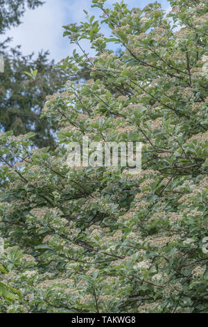 Blätter Laub & weiße Blumen blühen von Whitebeam/Sorbus aria (Tho. kann eine Vielzahl werden). Heilpflanze Whitebeam einmal in pflanzliche Heilmittel verwendet. Stockfoto