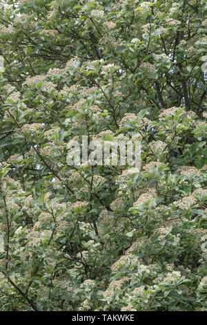 Blätter Laub & weiße Blumen blühen von Whitebeam/Sorbus aria (Tho. kann eine Vielzahl werden). Heilpflanze Whitebeam einmal in pflanzliche Heilmittel verwendet. Stockfoto