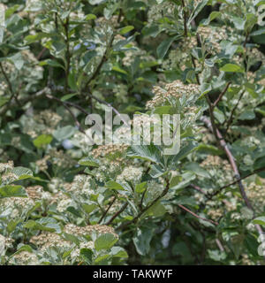 Blätter Laub & weiße Blumen blühen von Whitebeam/Sorbus aria (Tho. kann eine Vielzahl werden). Heilpflanze Whitebeam einmal in pflanzliche Heilmittel verwendet. Stockfoto