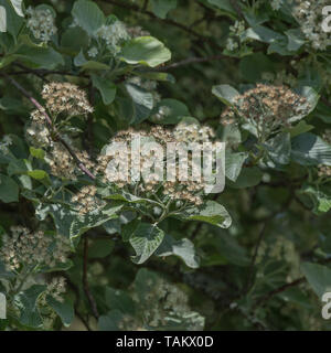 Blätter Laub & weiße Blumen blühen von Whitebeam/Sorbus aria (Tho. kann eine Vielzahl werden). Heilpflanze Whitebeam einmal in pflanzliche Heilmittel verwendet. Stockfoto