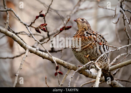 Eine Vari Grouse (Bonasa umbellus); Fütterung auf die roten Beeren in den dunklen Wald von Alberta Kanada Stockfoto