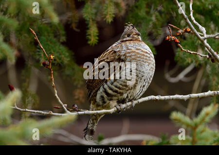 Eine Vari Grouse (Bonasa umbellus); auf einem Ast in den dunklen Wald von Alberta Kanada gehockt Stockfoto