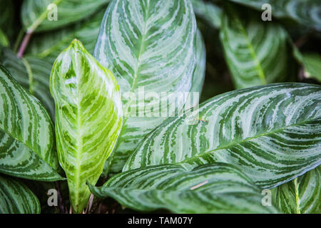 Abstrakte grünes Blatt Textur, Natur Hintergrund, tropische Blätter Stockfoto