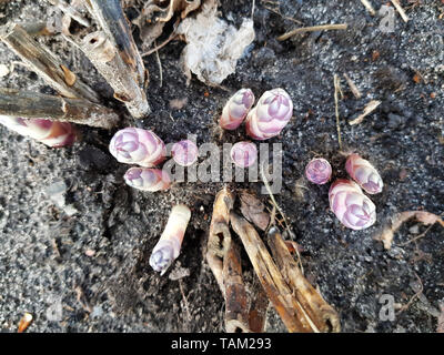 Junge Spargel sprießt im Garten. Gesunde Ernährung Stockfoto