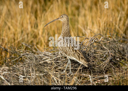 Curlew (Wissenschaftlicher Name: Numenius arquata) Erwachsenen curlew in den Yorkshire Dales, UK im Frühling und die Brutzeit. Nach links. Landschaft, Stockfoto