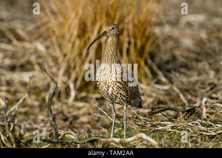 Curlew (Wissenschaftlicher Name: Numenius arquata) Erwachsenen curlew in den Yorkshire Dales, UK im Frühling und die Brutzeit. Landschaft, Raum für Kopie Stockfoto