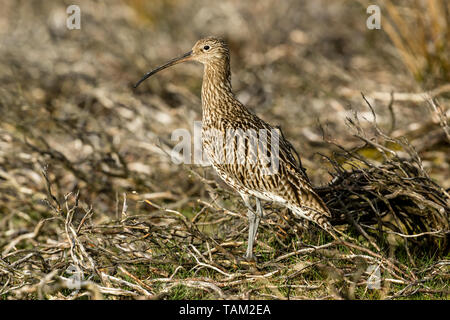 Curlew (Wissenschaftlicher Name: Numenius arquata) Erwachsenen curlew in den Yorkshire Dales, UK im Frühling und die Brutzeit. Landschaft, Raum für Kopie Stockfoto