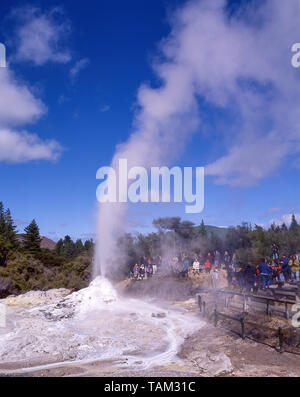 Die Lady Knox Geysir Ausbruch, Wai-O-Tapu Thermal Wonderland, Rotorua, Bay of Plenty, Neuseeland Stockfoto