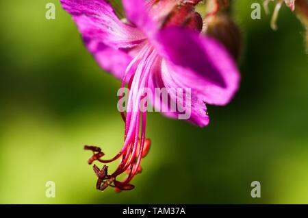 Makro einrichten, in der Nähe von Rosa (bigroot Geranium macrorrhizum) mit geschlossenen Knospen Blühen und Grünen verschwommenen Hintergrund Stockfoto