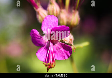 Makro einrichten, in der Nähe von Rosa (bigroot Geranium macrorrhizum) mit geschlossenen Knospen Blühen und Grünen verschwommenen Hintergrund Stockfoto