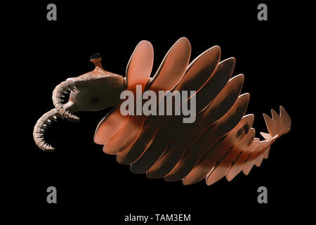 Anomalocaris, Kreatur der Kambrischen Explosion, isoliert auf schwarzen Hintergrund (3d paleoart Abbildung) Stockfoto