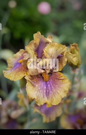 Iris ist hadowed Moon' bei Schreiner Iris Gärten in Salem, Oregon, USA. Stockfoto
