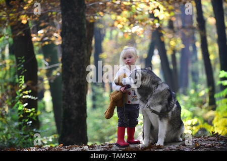 Red Riding Hood mit Wolf im Märchen Wald. Kind Spiel mit Husky und Teddybär auf frische Luft im Freien. Kleines Mädchen mit Hund im Herbst Wald Stockfoto