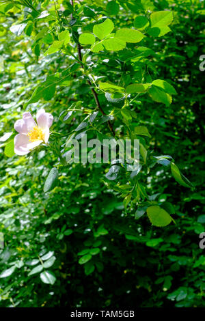 Dog Rose Rosa Canina Blume blüht am Strauch in einem ländlichen Garten zala Ungarn Stockfoto