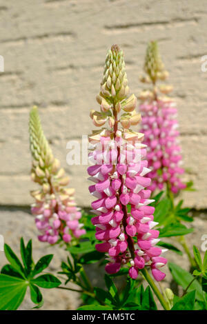 Lupine Lupinus in einem ländlichen Garten zala Ungarn wächst Stockfoto