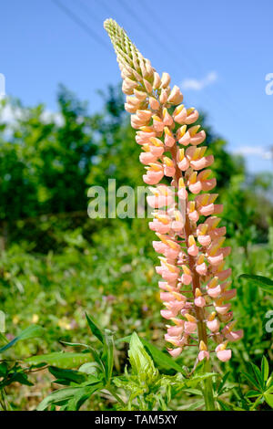 Lupine Lupinus in einem ländlichen Garten zala Ungarn wächst Stockfoto