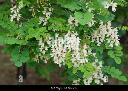 Robinia pseudoacacia weißen Blüten Nahaufnahme Stockfoto