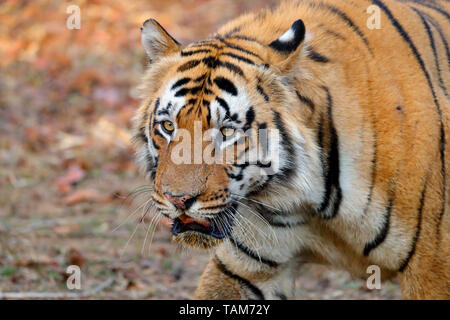 Erwachsene männliche Bengal Tiger (Panthera tigris tigris) in Tadoba-Andhari Tiger Reserve, Maharashtra, Indien. Diese dominante Männchen ist T-54 oder Chota Matka Stockfoto