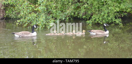 Ein paar der Kanada Gänse mit ihren Gänschen schwimmen auf der Bridgewater Canal Stockfoto