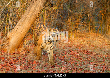 Erwachsene männliche Bengal Tiger (Panthera tigris tigris) in Tadoba-Andhari Tiger Reserve, Maharashtra, Indien. Diese dominante Männchen ist T-54 oder Chota Matka Stockfoto