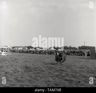 1960, historische, außerhalb an einem Englischen landwirtschaftlichen oder County zeigen, ein männlicher stunt Rider in einem Feld mit seinem Pferd, demonstriert seine Umgang mit Pferden und Reiten Fähigkeiten zu einer großen Masse von stehenden Zuschauer, England, UK. Stockfoto