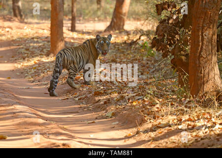 Einen zwei Jahre alten Bengal Tiger (Panthera tigris tigris) Cub in Bandhavgarh Nationalpark, Madhya Pradesh, Indien Stockfoto