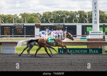 Pferde und Jockeys racing Um die Ziellinie am Arlington Internationale Rennbahn. Stockfoto