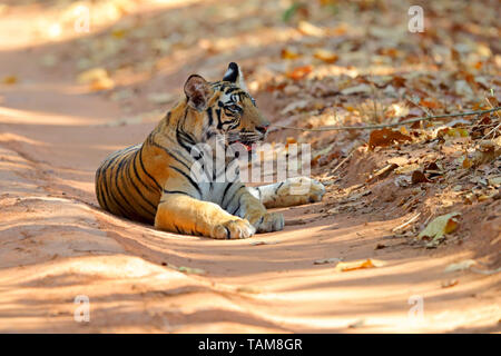 Einen zwei Jahre alten Bengal Tiger (Panthera tigris tigris) Cub in Bandhavgarh Nationalpark, Madhya Pradesh, Indien Stockfoto