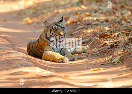 Einen zwei Jahre alten Bengal Tiger (Panthera tigris tigris) Cub in Bandhavgarh Nationalpark, Madhya Pradesh, Indien Stockfoto