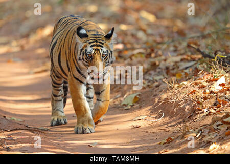 Einen zwei Jahre alten Bengal Tiger (Panthera tigris tigris) Cub in Bandhavgarh Nationalpark, Madhya Pradesh, Indien Stockfoto