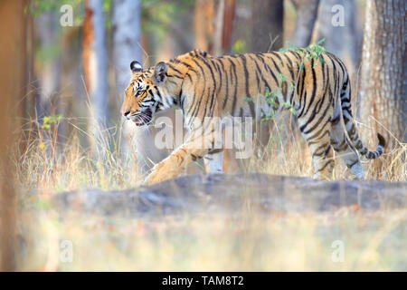 Einen schönen weiblichen Bengal Tiger (Panthera tigris tigris) im Pench Nationalpark, Madhya Pradesh, Indien Stockfoto