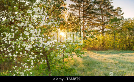 Schöner Frühling Wald Panorama Landschaft mit blühenden Apfelbaum und eine Wiese. Sonnenaufgang über Wald und Wiese, die Sonne scheint durch die Bäume. panoram Stockfoto