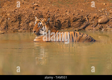Erwachsene männliche Bengal Tiger (Panthera tigris tigris) in Tadoba-Andhari Tiger Reserve, Maharashtra, Indien. Diese dominante Männchen ist T-54 oder Chota Matka Stockfoto